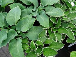 Image result for Hosta fortunei albomarginata