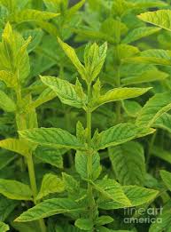 Attēlu rezultāti vaicājumam “Mentha spicata leaf”