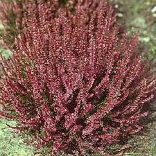 Attēlu rezultāti vaicājumam “Calluna vulgaris”