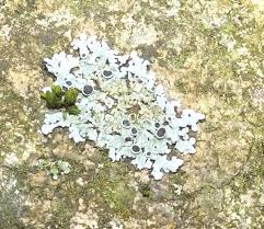 Attēlu rezultāti vaicājumam “Physcia aipolia”