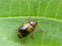 Attēlu rezultāti vaicājumam “Cryptocephalus pusillus”