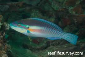 Image result for Scarus trispinosus