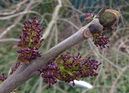 Attēlu rezultāti vaicājumam “Fraxinus excelsior flower”