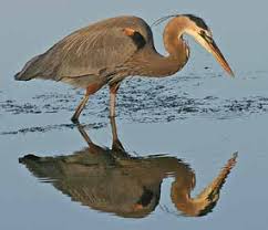 Image result for Mylopharodon conocephalus