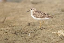 Image result for Calidris subminuta