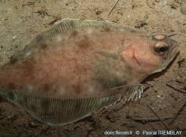 Image result for Hippoglossoides platessoides