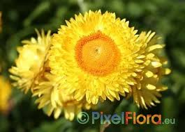 Image result for Helichrysum subulifolium