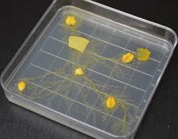 Attēlu rezultāti vaicājumam “Physarum nitens plasmodium”