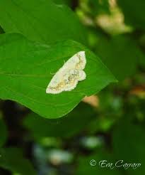 Attēlu rezultāti vaicājumam “Cyclophora annularia”