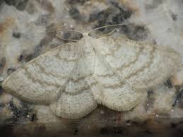 Attēlu rezultāti vaicājumam “Cabera exanthemata”