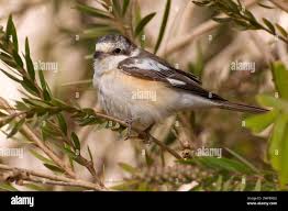 Image result for Lanius nubicus