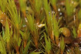 Attēlu rezultāti vaicājumam “Dicranum bergeri”