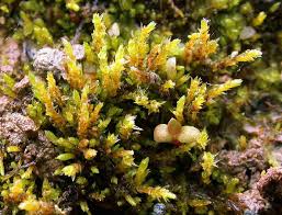 Attēlu rezultāti vaicājumam “Pohlia wahlenbergii var. calcarea”