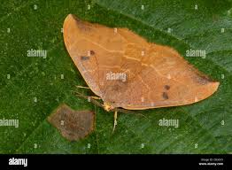 Attēlu rezultāti vaicājumam “Watsonalla binaria”