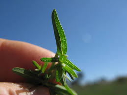 Attēlu rezultāti vaicājumam “Hypericum perforatum leaf”