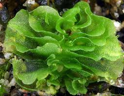 Attēlu rezultāti vaicājumam “Moerckia hibernica”