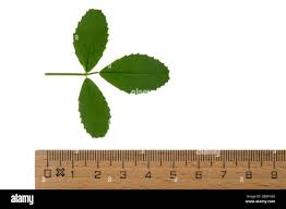 Attēlu rezultāti vaicājumam “Melilotus albus leaf”