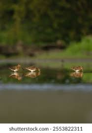 Attēlu rezultāti vaicājumam “Gallinago gallinago nest”