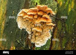 Attēlu rezultāti vaicājumam “Antrodiella semisupina”