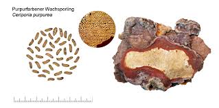 Attēlu rezultāti vaicājumam “Ceriporia purpurea”
