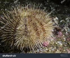 Image result for Strongylocentrotus droebachiensis