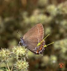 Attēlu rezultāti vaicājumam “Satyrium ilicis”