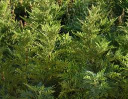 Image result for Artemisia gmelinii