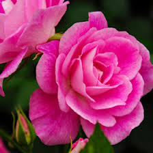 「アイスバーグ」の画像検索結果