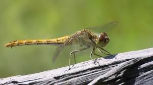 Attēlu rezultāti vaicājumam “Sympetrum vulgatum female”