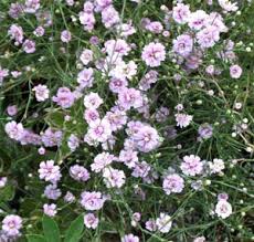 Attēlu rezultāti vaicājumam “Saxifraga cymbalaria flower”