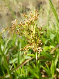 Attēlu rezultāti vaicājumam “Luzula luzuloides leaf”