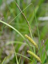 Attēlu rezultāti vaicājumam “Carex rostrata”