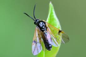 Attēlu rezultāti vaicājumam “Arge ustulata”