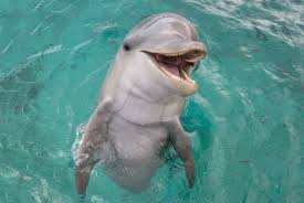 Afbeeldingsresultaat voor dolfijnen