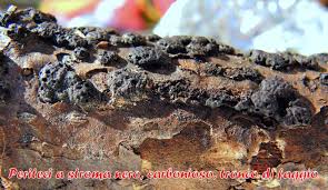 Attēlu rezultāti vaicājumam “Anthostoma decipiens”