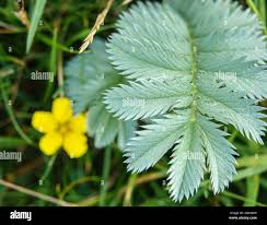 Attēlu rezultāti vaicājumam “Argentina anserina bud”