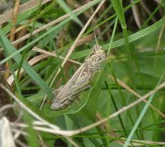 Attēlu rezultāti vaicājumam “Chortippus sp.”
