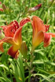 Image result for Hemerocallis `Moses Fire`