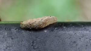 Attēlu rezultāti vaicājumam “Syrphus sp. larva”