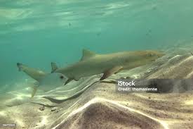 Image result for Negaprion brevirostris