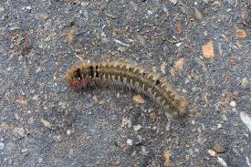 Attēlu rezultāti vaicājumam “Lasiocampa quercus larva”