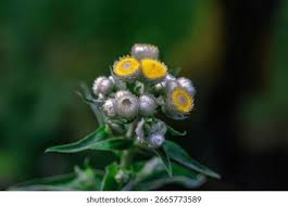 Image result for Helichrysum foetidum
