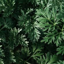 Image result for Artemisia absinthium