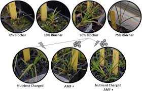 Attēlu rezultāti vaicājumam “Glyceria striata fruit”