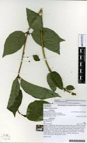 Attēlu rezultāti vaicājumam “Lonicera ferdinandii”