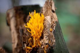 Attēlu rezultāti vaicājumam “Calocera pallidospathulata”