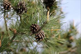 Attēlu rezultāti vaicājumam “Pinus sylvestris fruit”