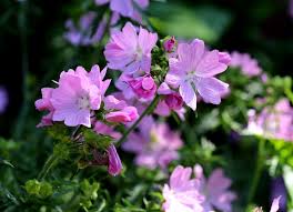 Image result for Malva moschata