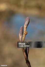 Attēlu rezultāti vaicājumam “Alnus glutinosa bud”