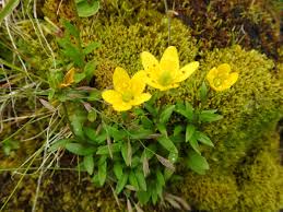Attēlu rezultāti vaicājumam “Saxifraga hirculus”